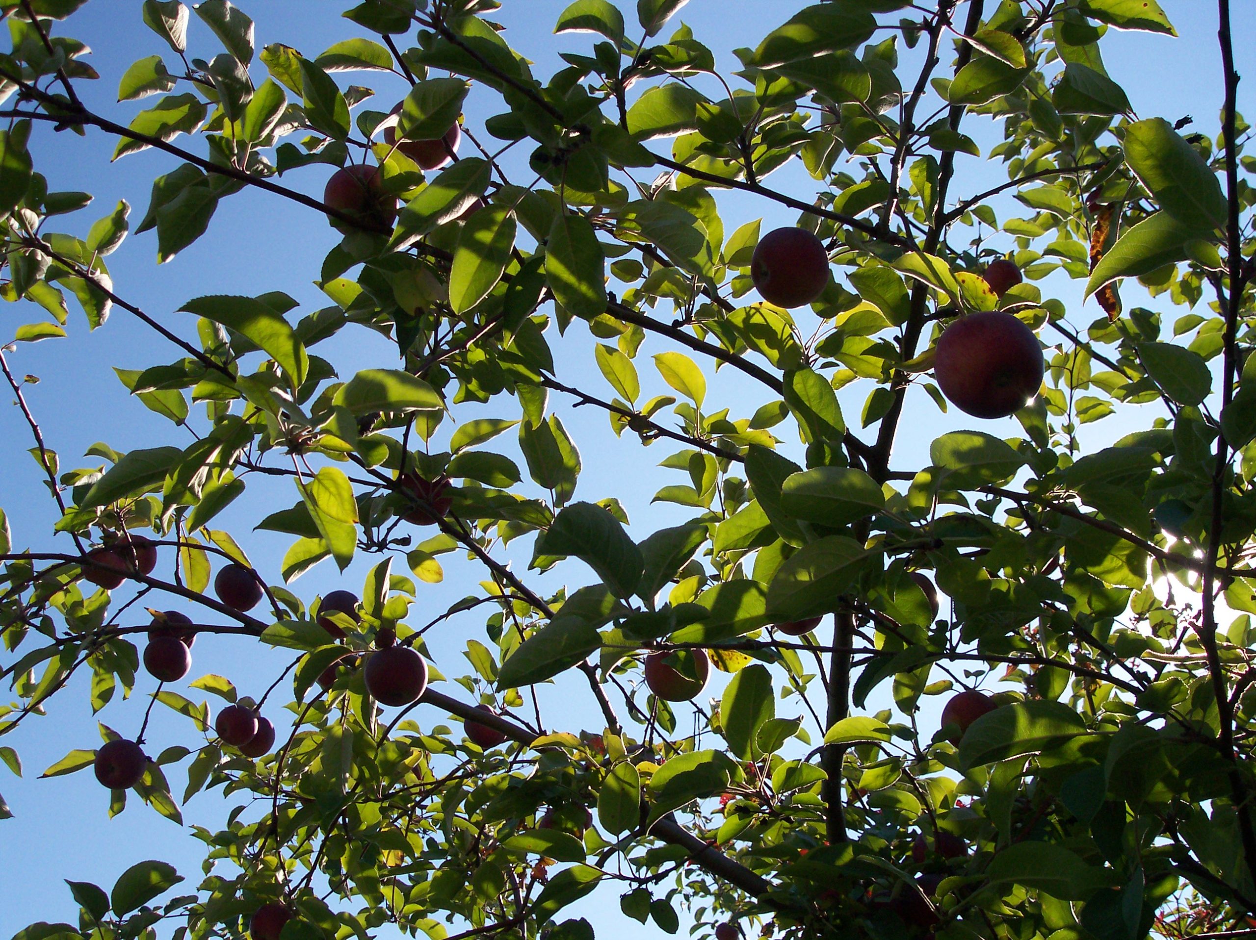 Apples &amp; Blue Skies (user submitted)