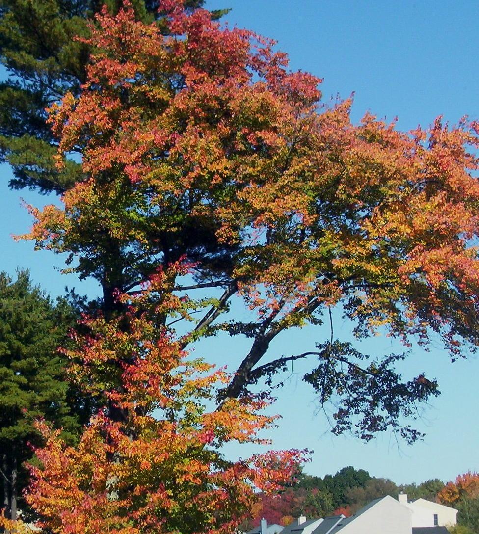 New England Foliage (user submitted)