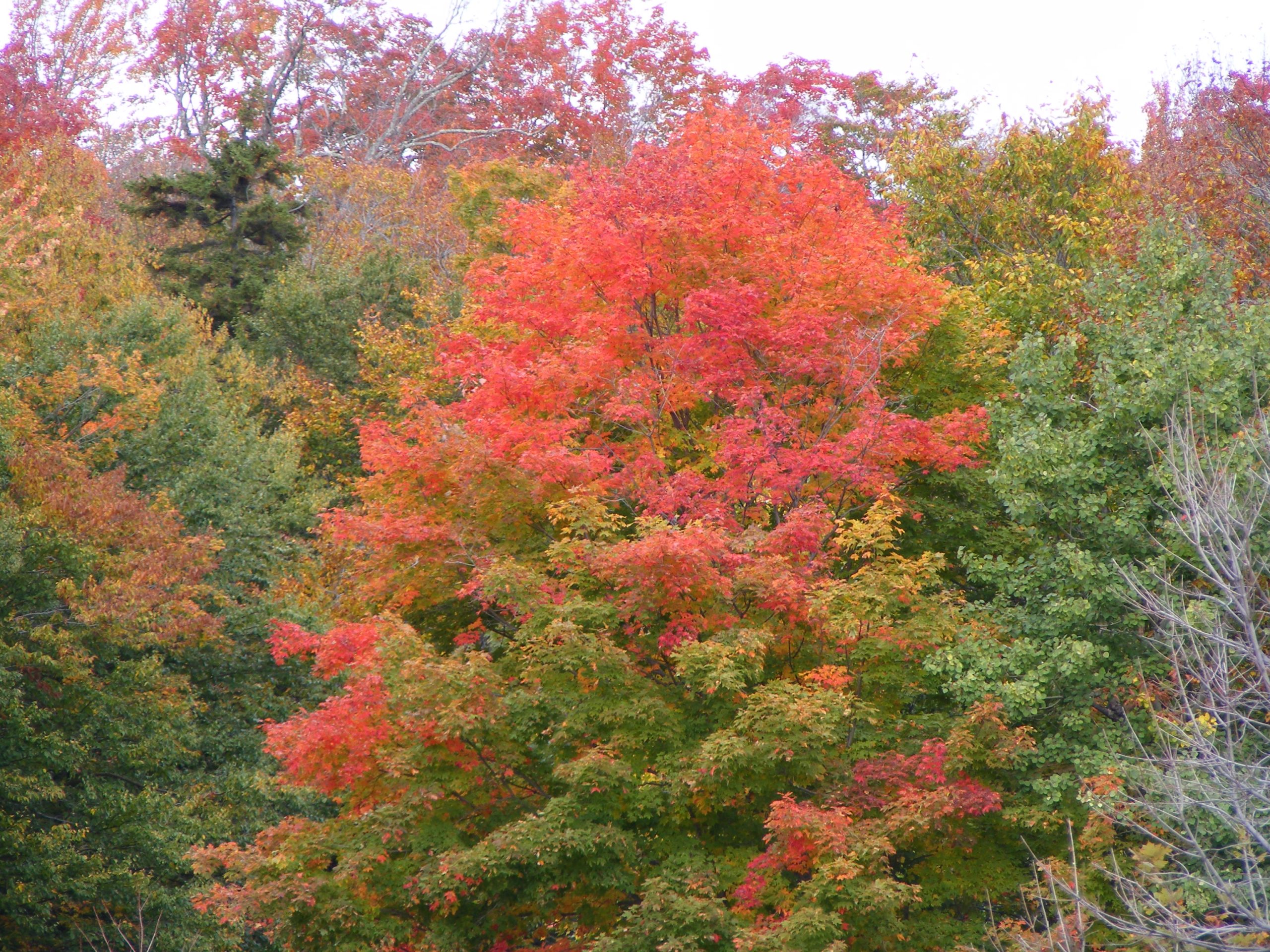 Red Fall Tree (user submitted)