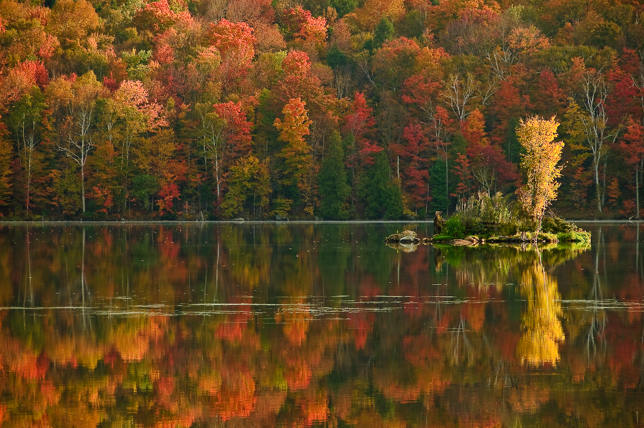 Foliage Reflection (user submitted)