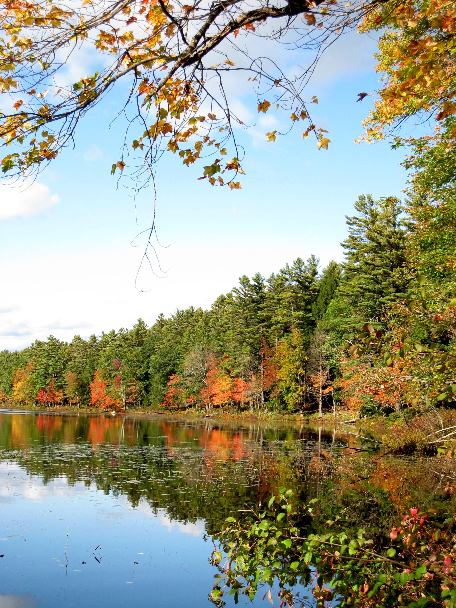 Autumn Colors Of Long Pond (user submitted)