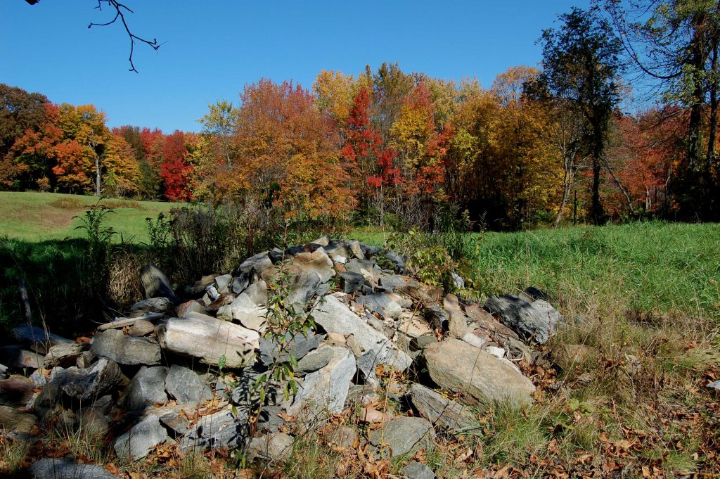 Rocks And Foliage