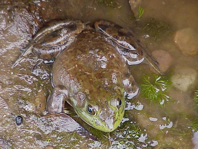 Bullfrog (user submitted)