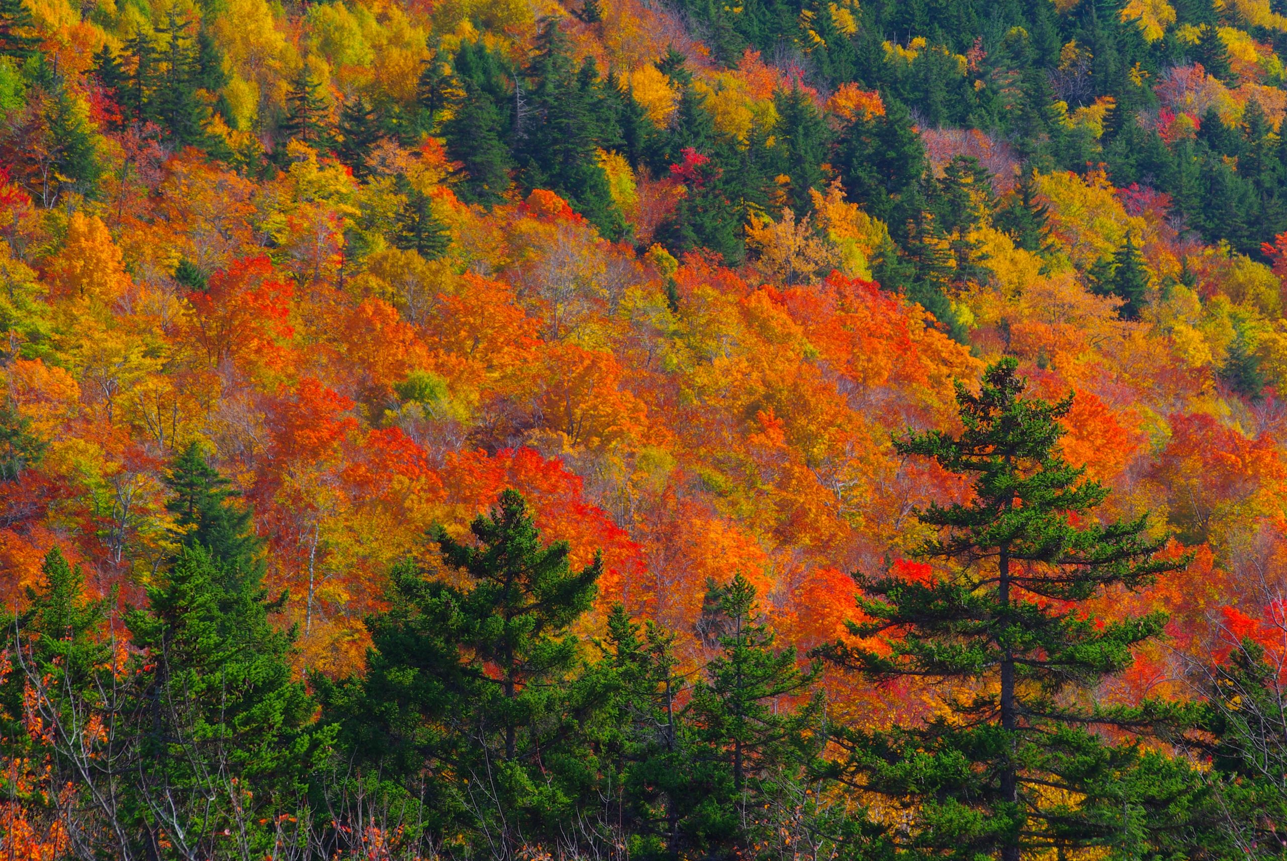 White Mountains Ablaze With Fall Color (user submitted)
