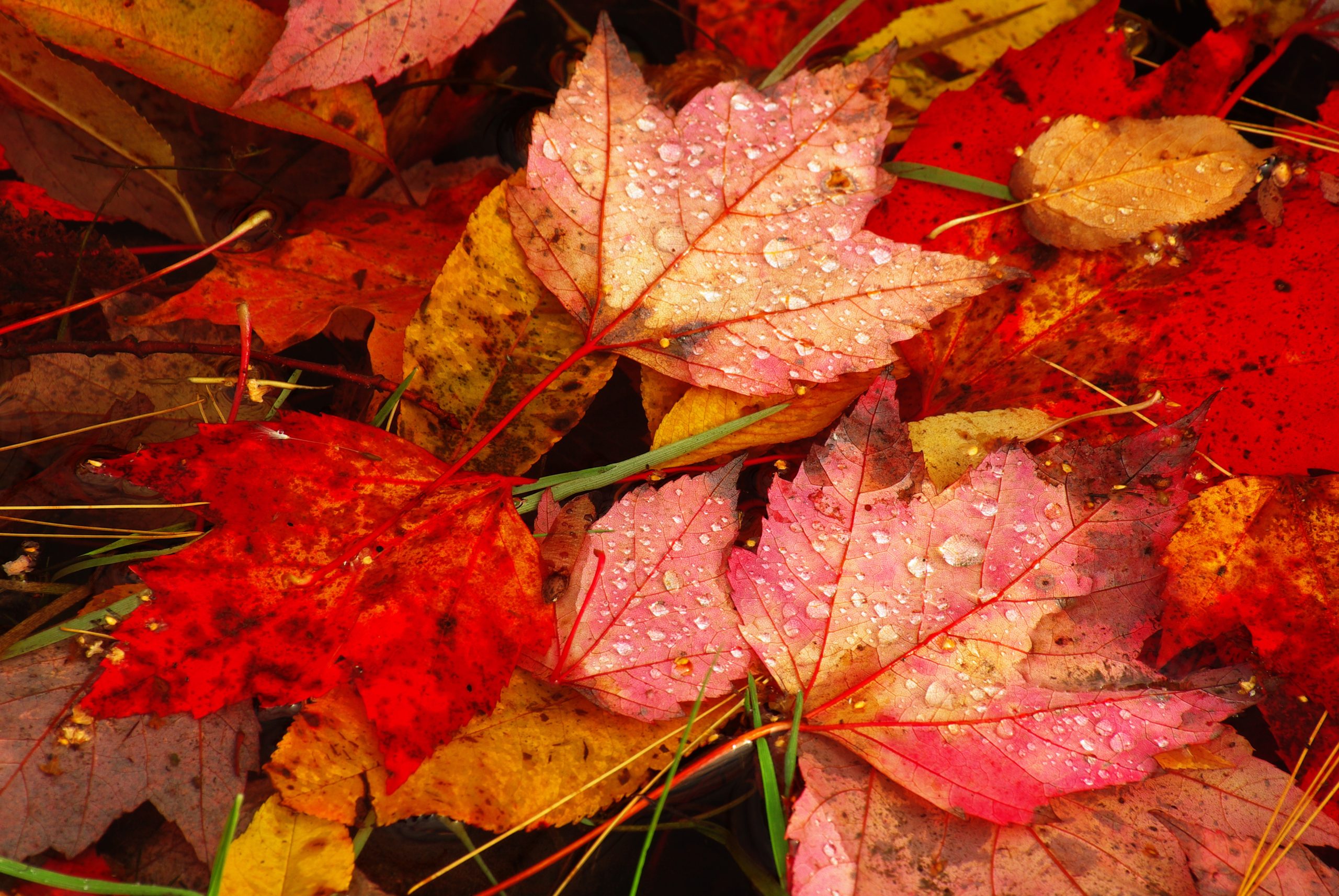 Dew On Fallen Autumn Leaves (user submitted)