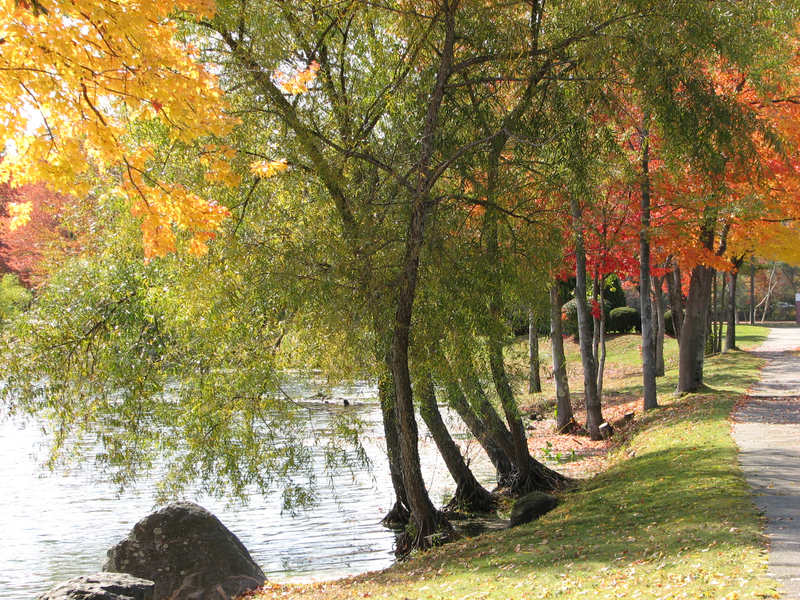 Fall At Edgewater Place (user submitted)