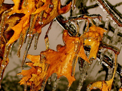 Iced Oak Leaves (user submitted)