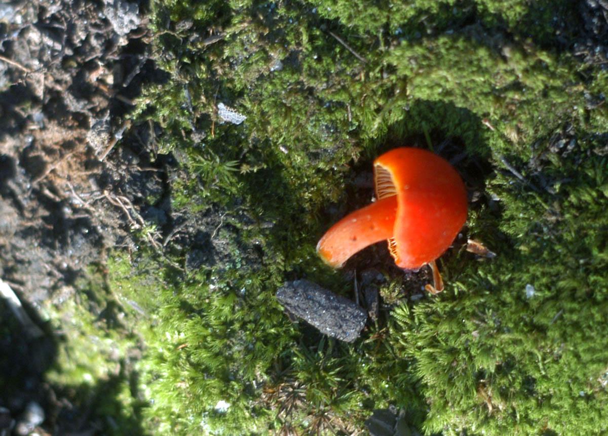 Red Mushroom (user submitted)
