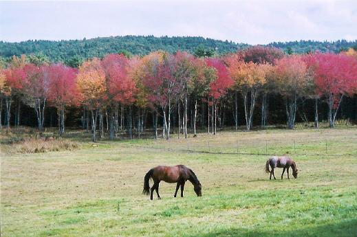 Horse pasture (user submitted)