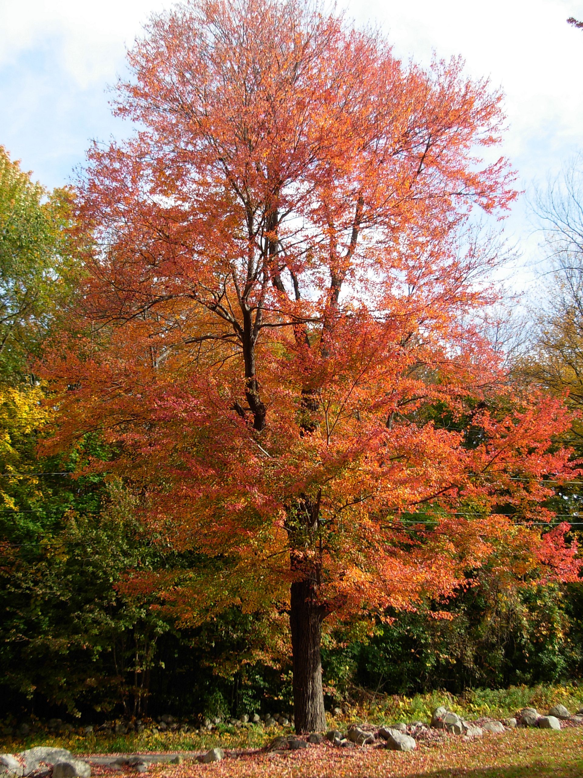 Red Tree (user submitted)