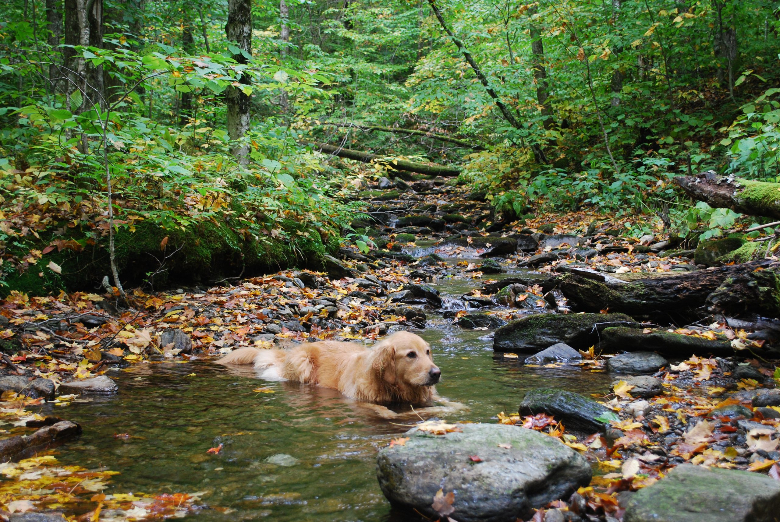 Autumn Dip (user submitted)