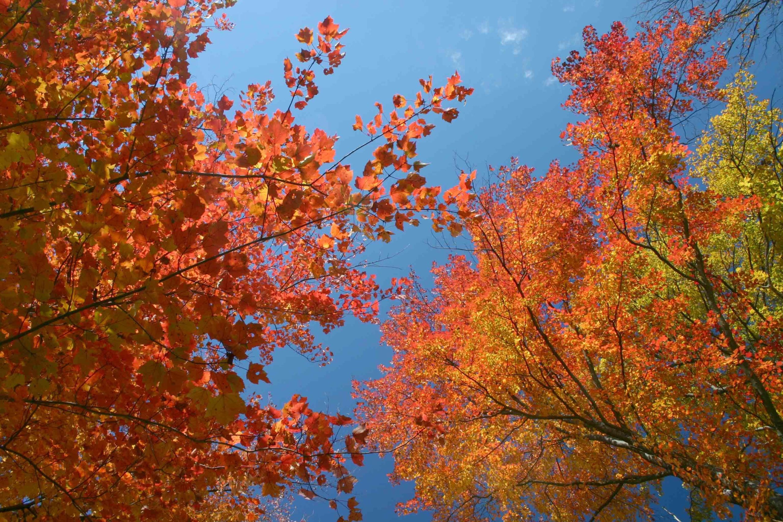 Blue Sky and Leaves (user submitted)