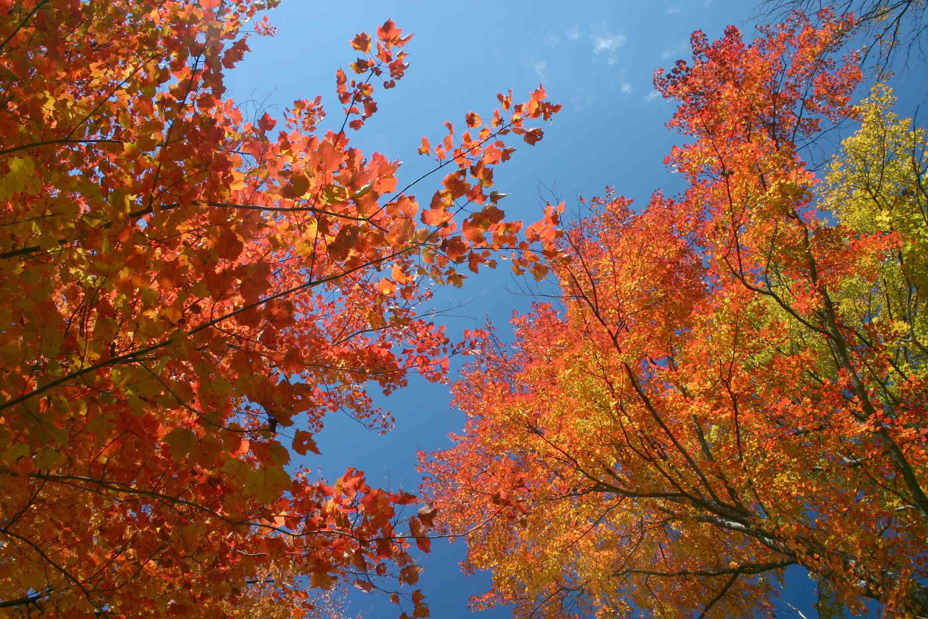 Blue Sky and Leaves - New England Today