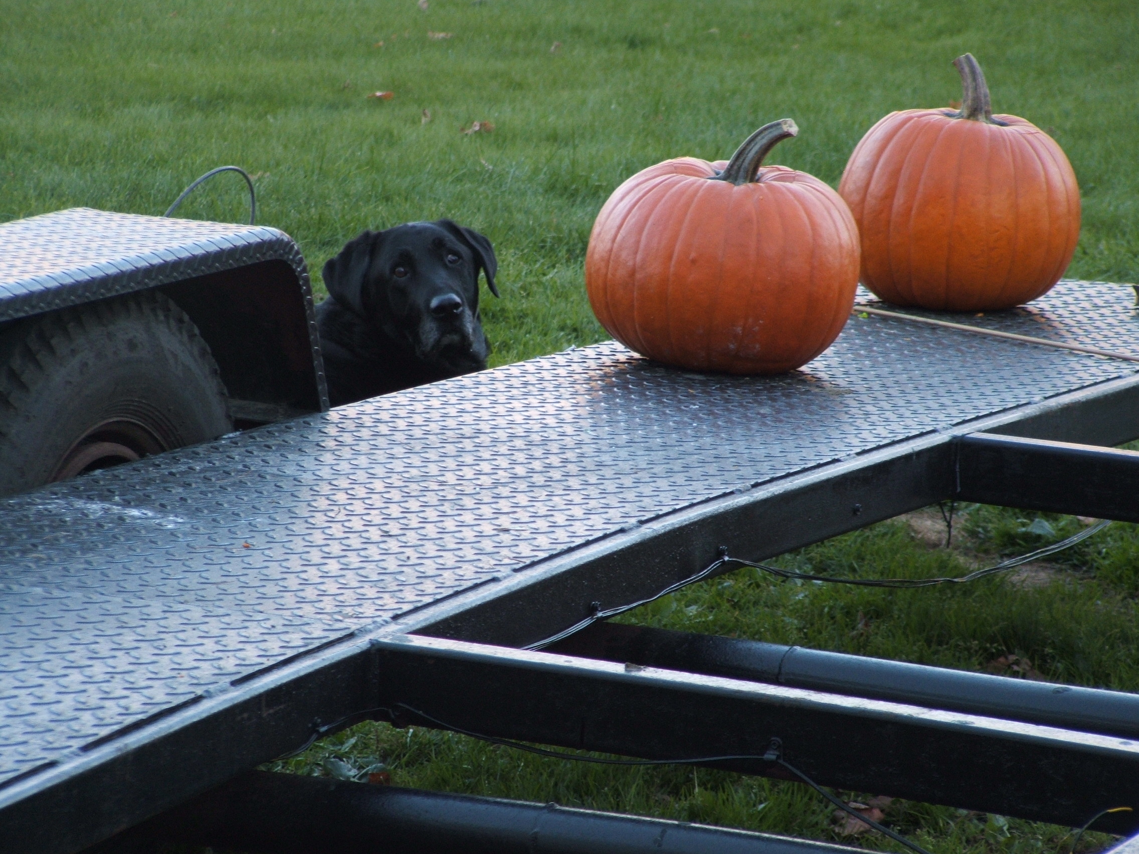 Jake &amp; The Pumpkins (user submitted)