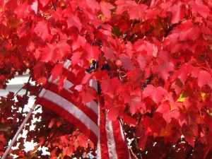 A United States flag is partially obscured by bright red autumn leaves on a tree.