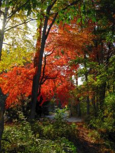 A forest path surrounded by trees with vibrant red, green, and yellow foliage, indicating the season is autumn. Sunlight filters through the leaves creating dappled shadows on the ground.