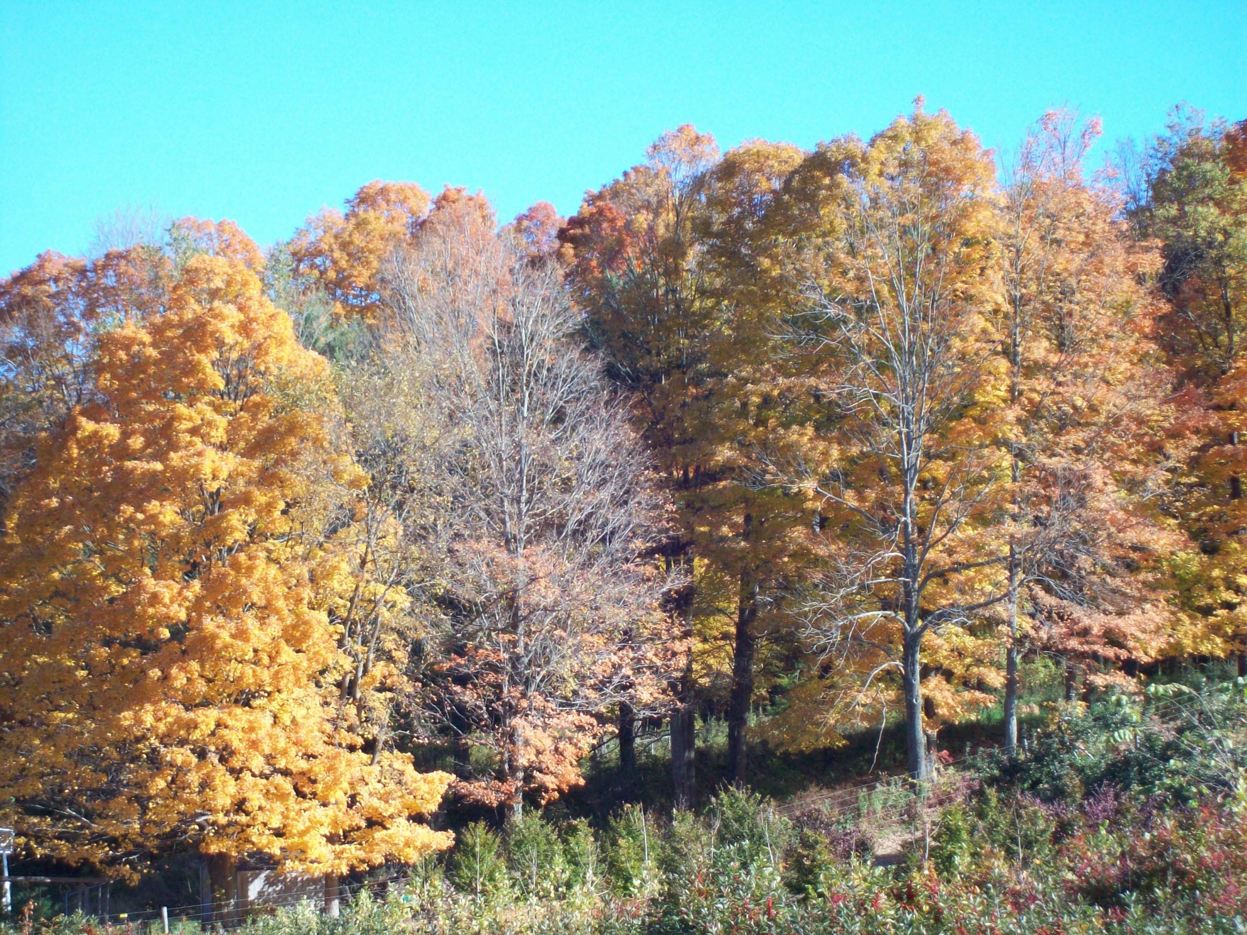 Fall In The Berkshires (user submitted)