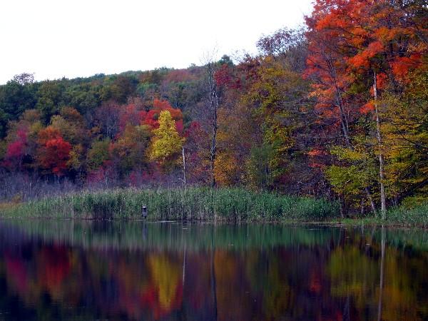 Reflections-wyantenock Forest, Connecticut (user submitted)