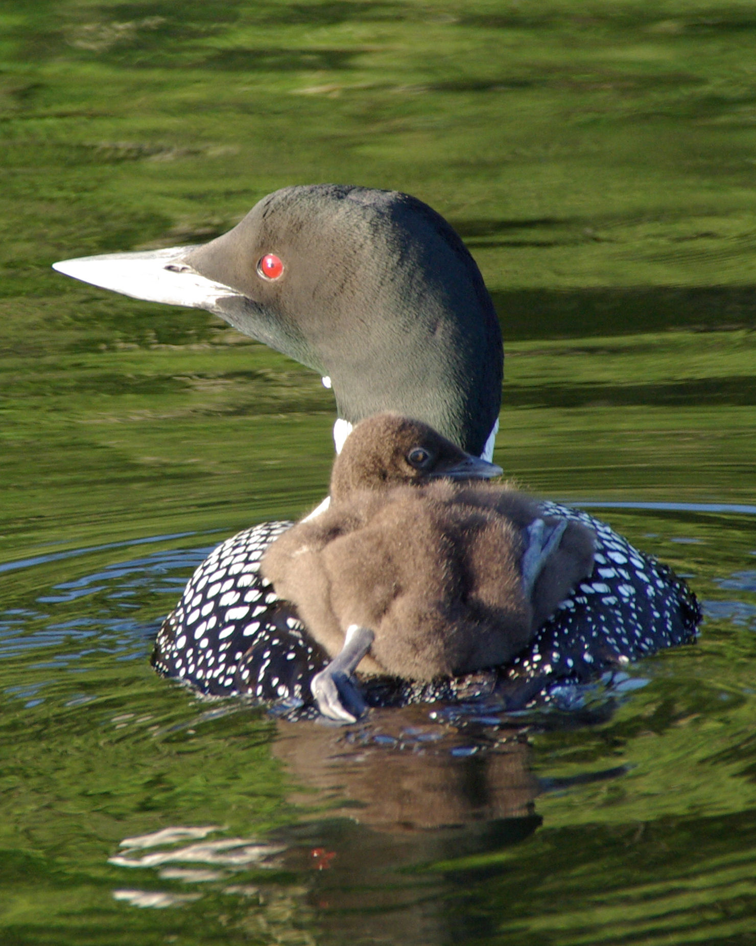 Loon On Kezar Lake (user submitted)