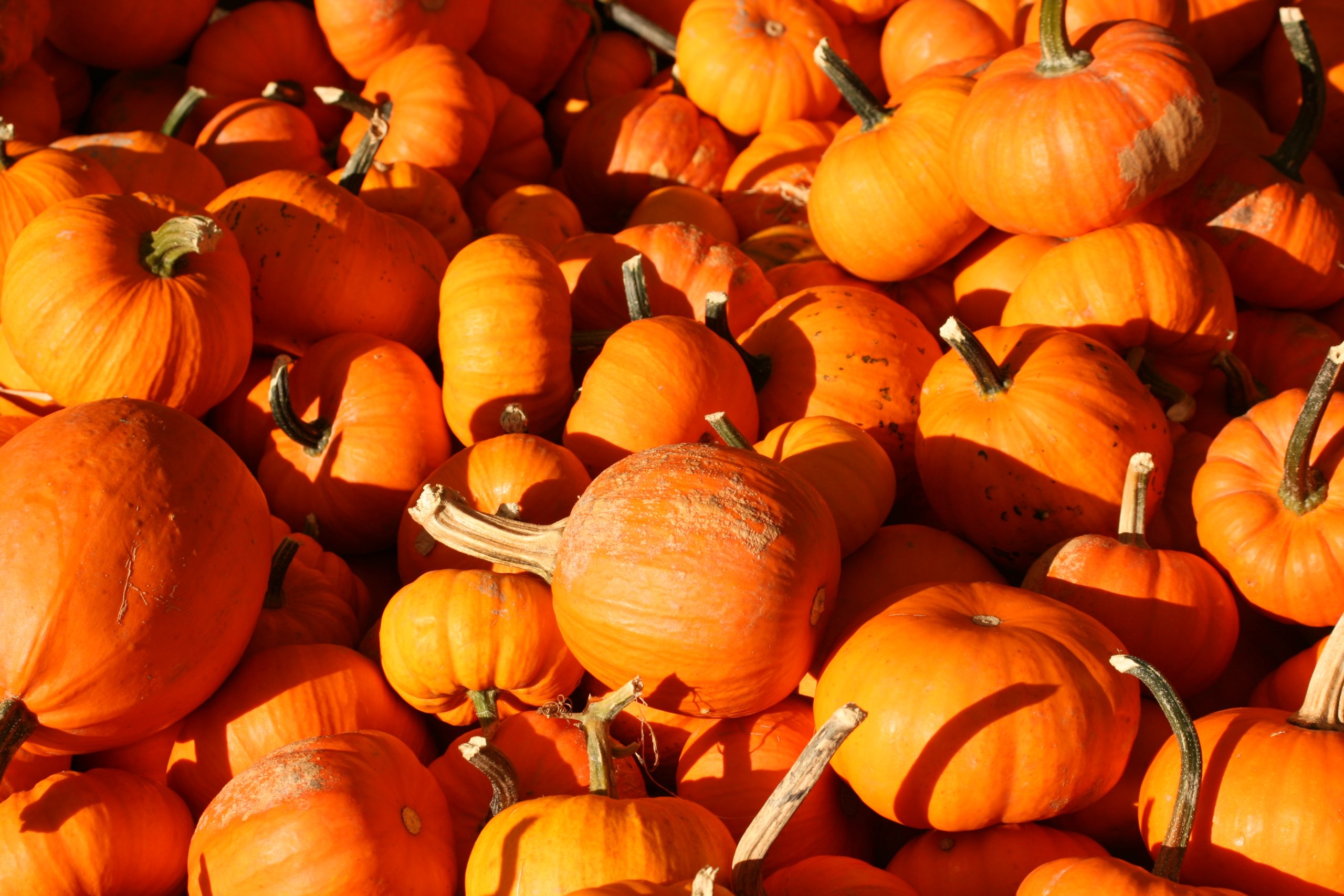 Barrel Of Pumpkins (user submitted)