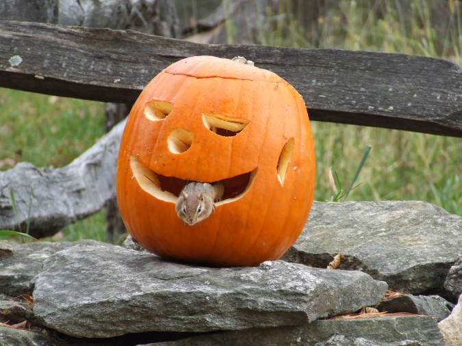 Halloween Chipmunk in Sturbridge, MA 