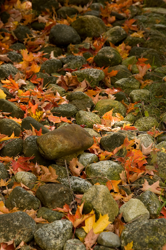 Leaf Carpet Of Color (user submitted)