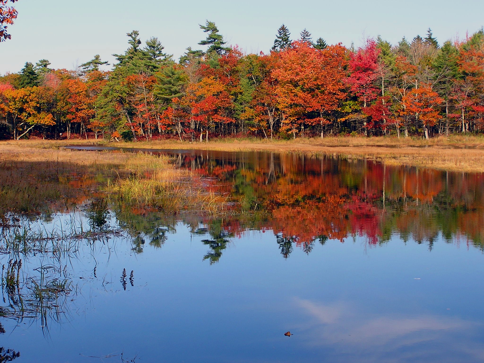 Fall At Rachel Carson Preserve (1) (user submitted)