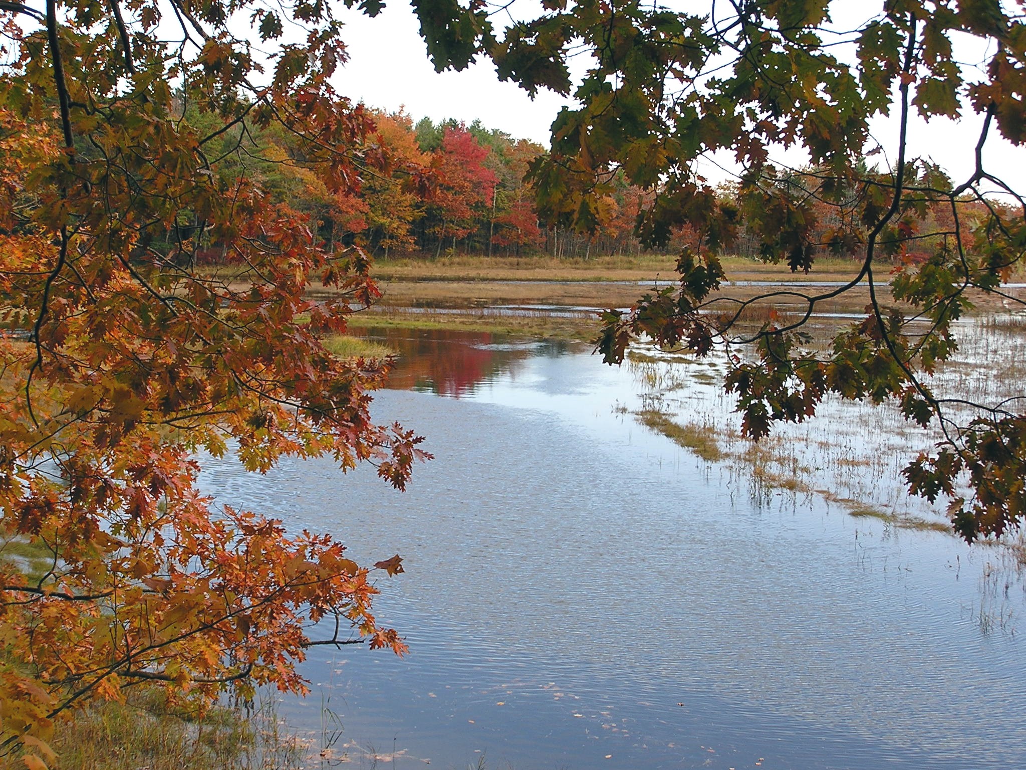 Fall At Rachel Carson Preserve (2)  (user submitted)