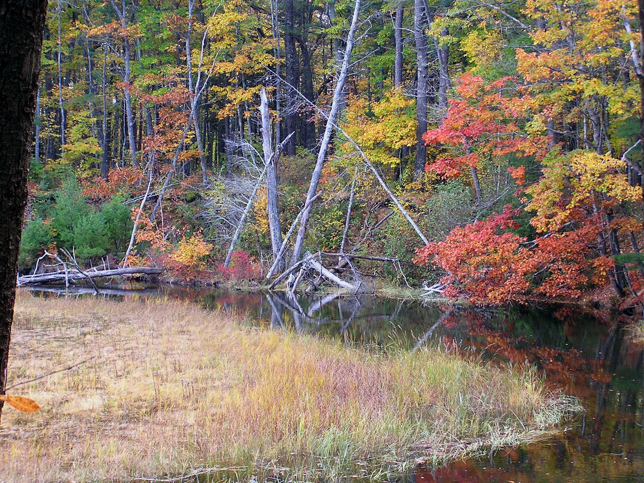 Fall In Rachel Carson Preserve (3) (user submitted)