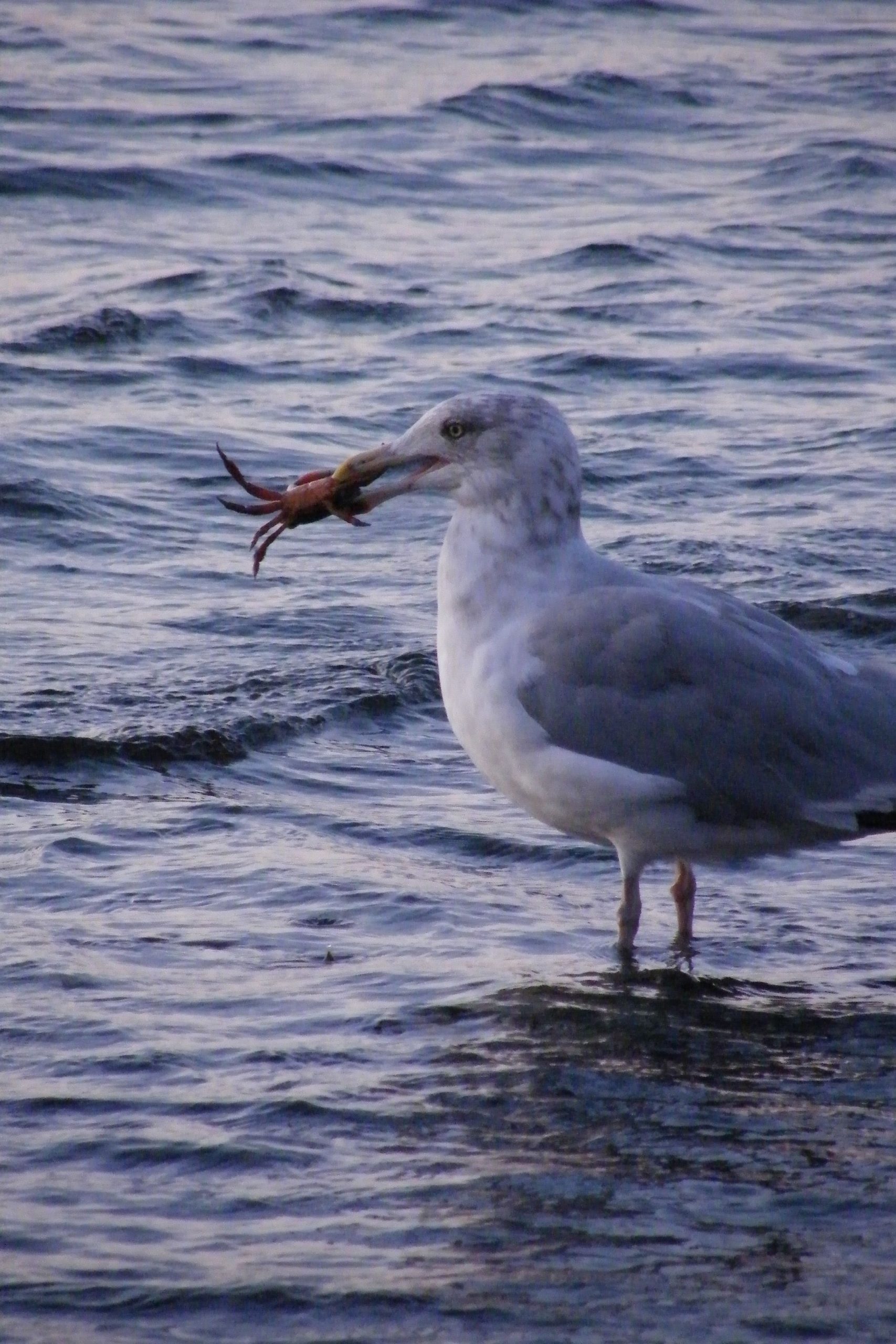 Gull With The Evening Catch (user submitted)