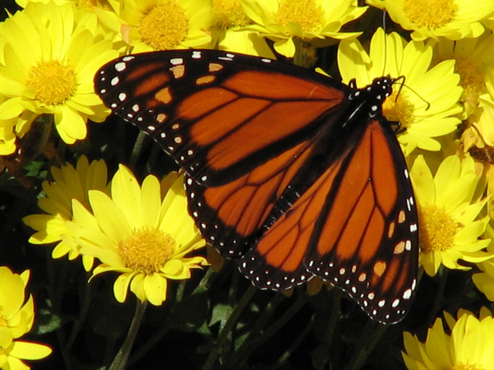 Monarch Meal (user submitted)