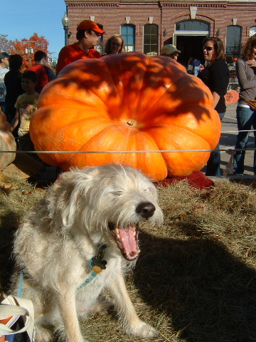 Pumpkin Festival Excitment (user submitted)