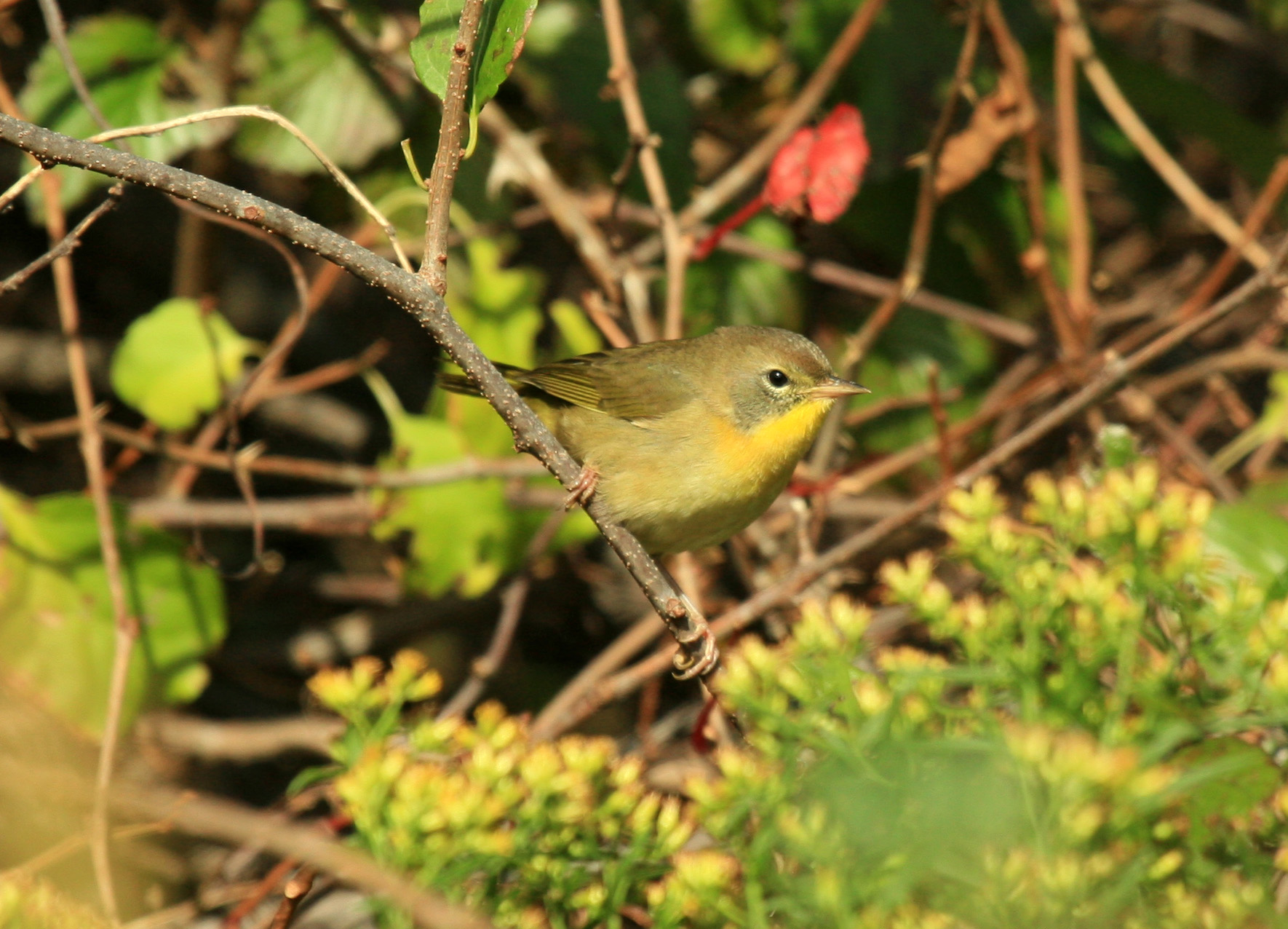 Fall Migration&#8211;common Yellowthroat (user submitted)