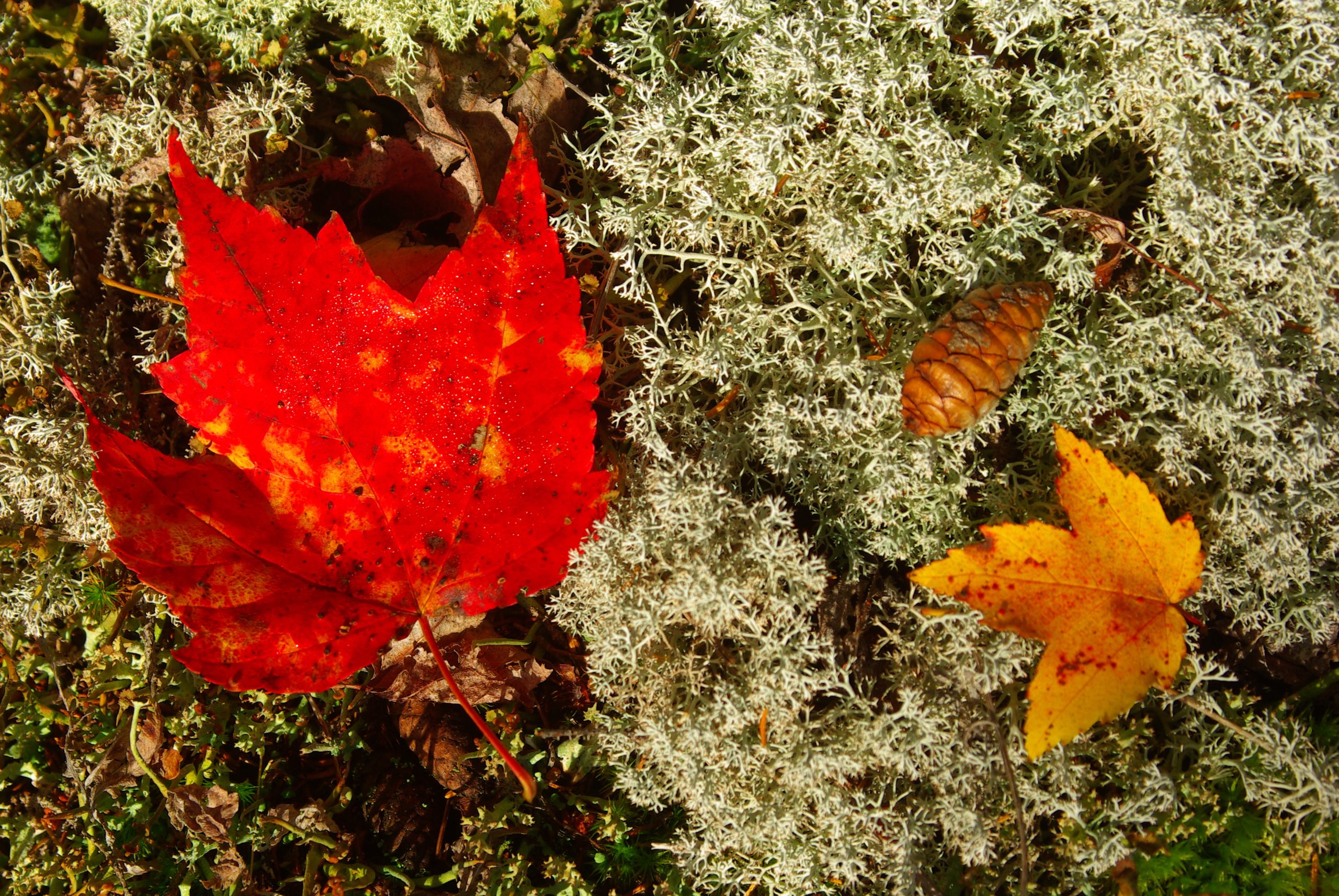 Fall Acadia Still Life (user submitted)