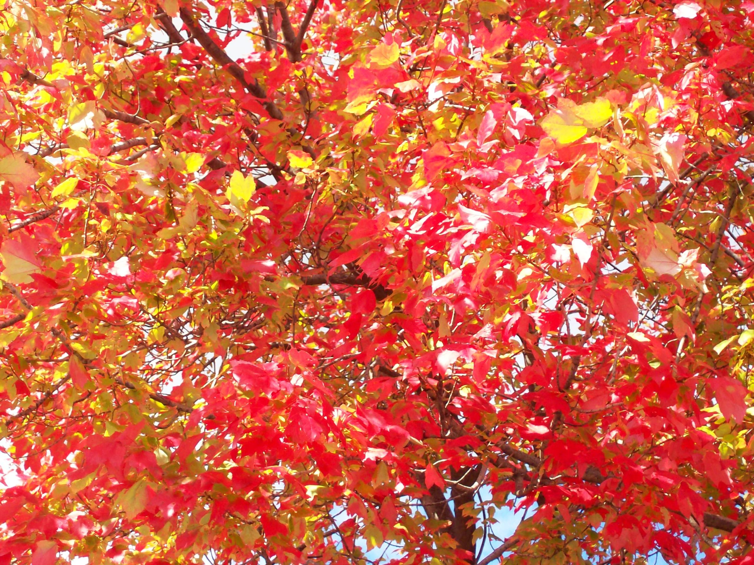 Red Maple (user submitted)