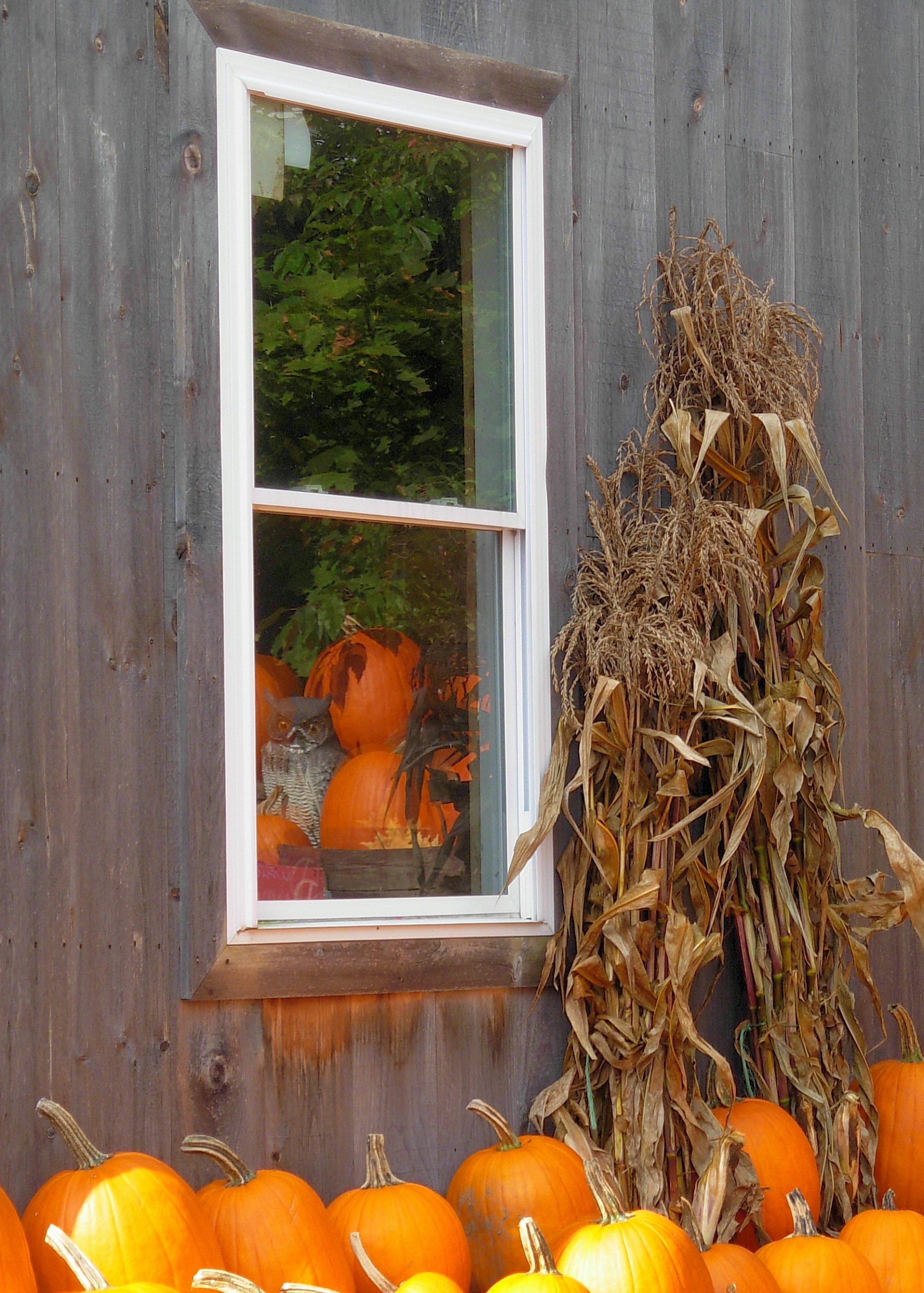 Pumpkins Reflected In An Apple Shed Window (user submitted)