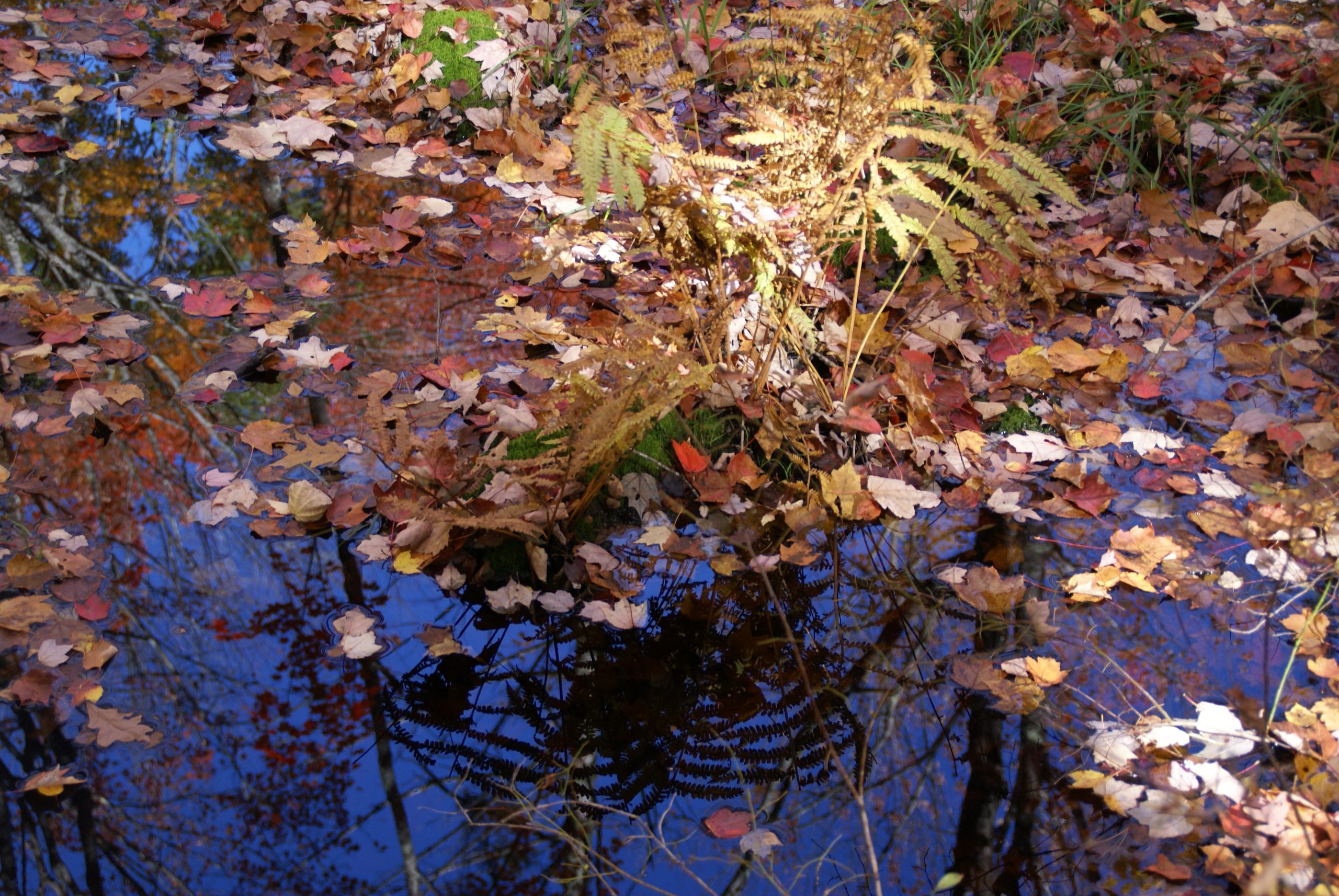 Reflecting Pond (user submitted)