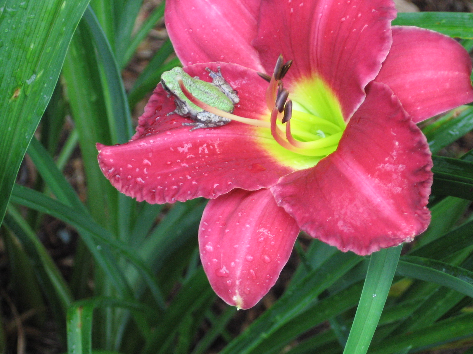 Dallying On A Daylily! (user submitted)