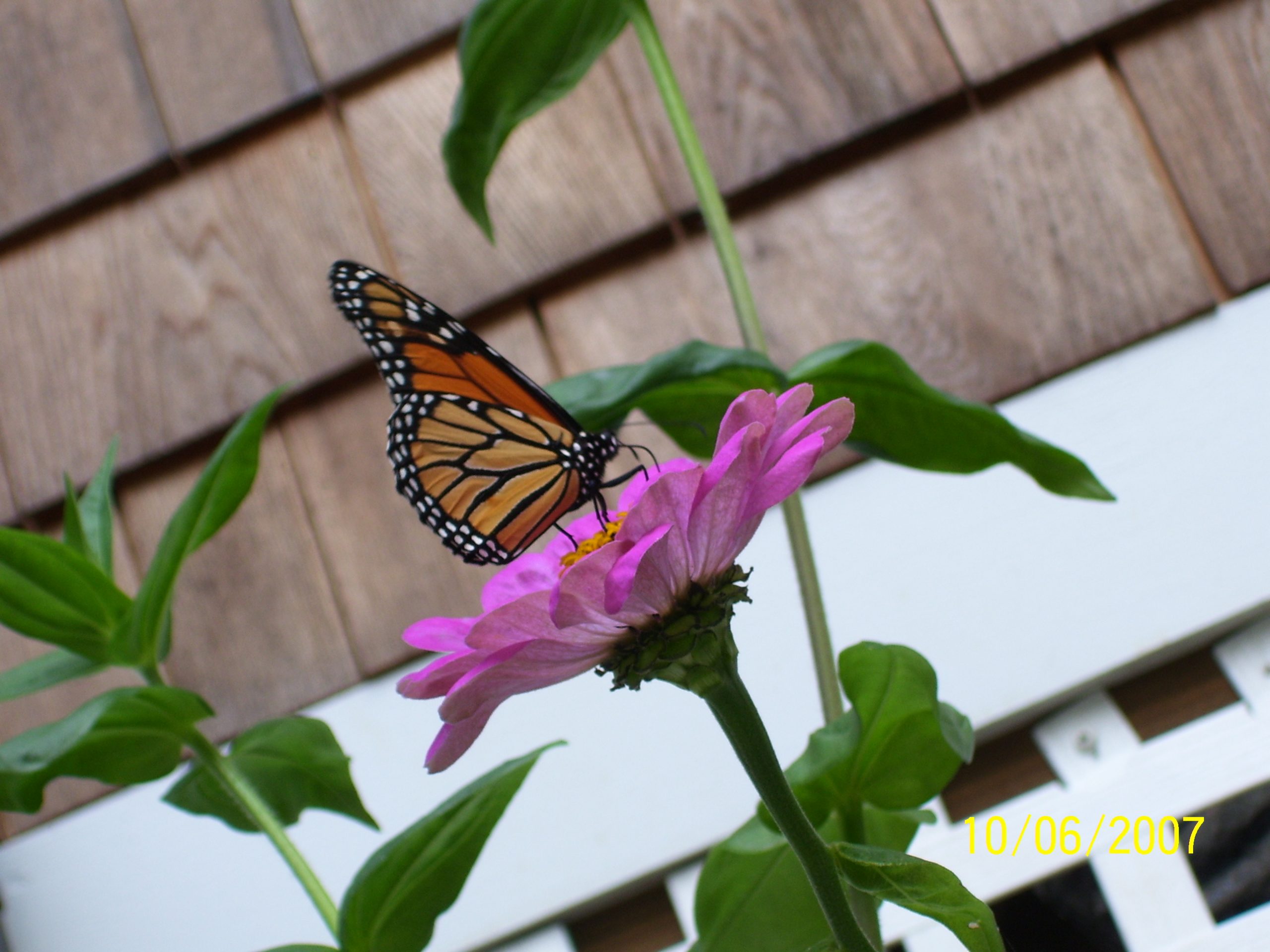 Butterfly On Zinnia (user submitted)