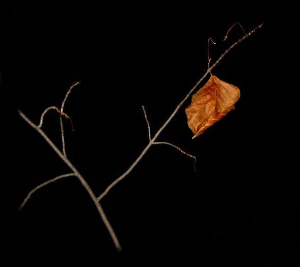Last Leaf On Tree (user submitted)
