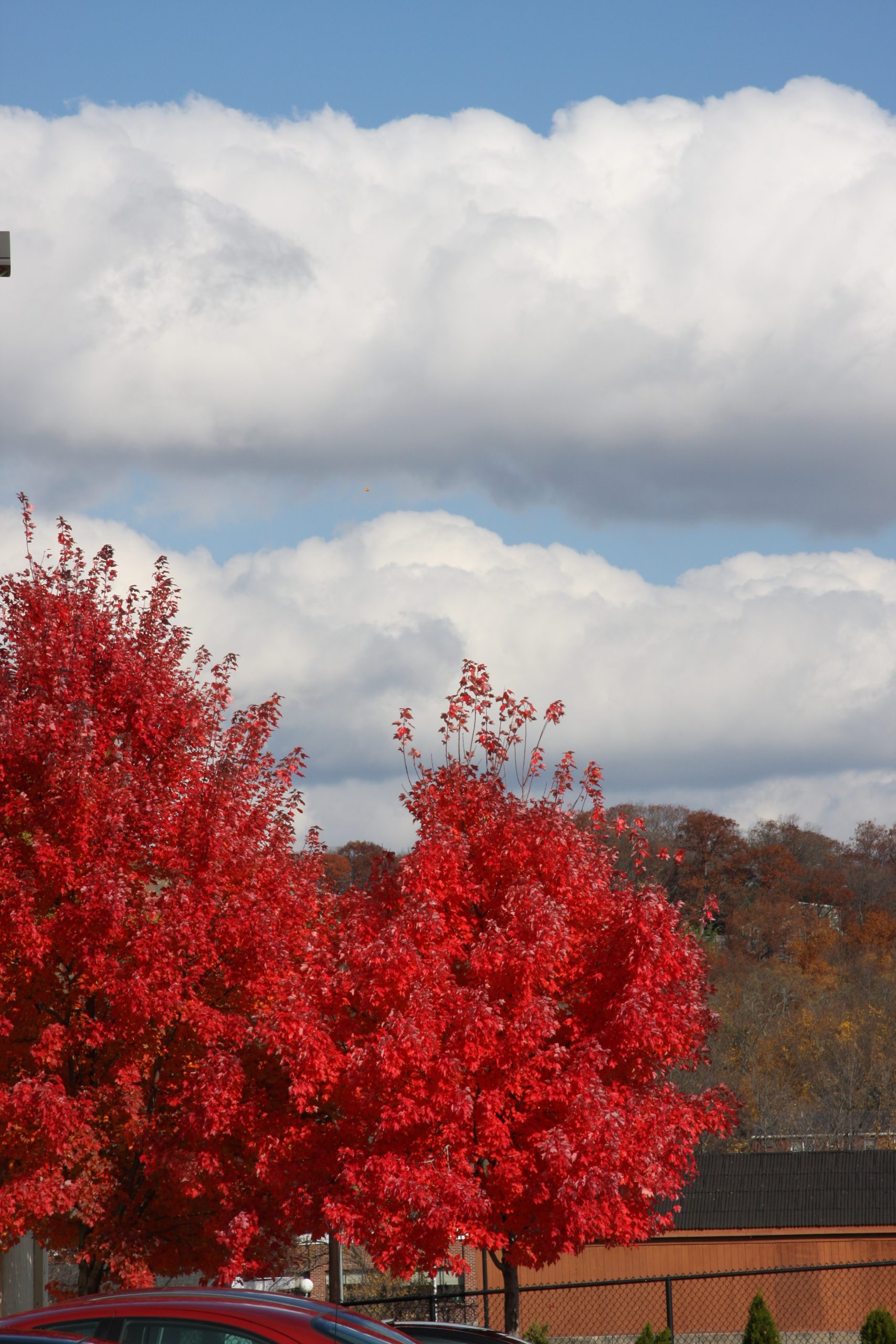 Red Maples (user submitted)