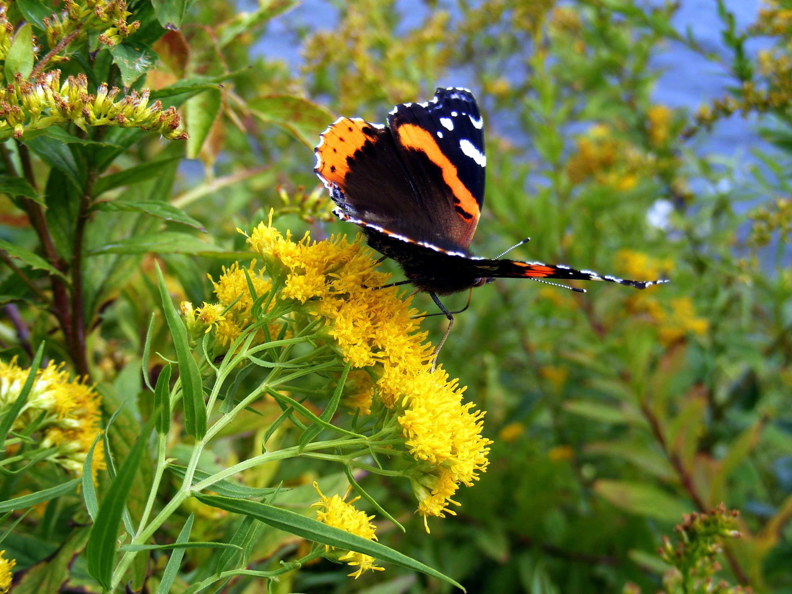 Butterfly On Goldenrod (user submitted)