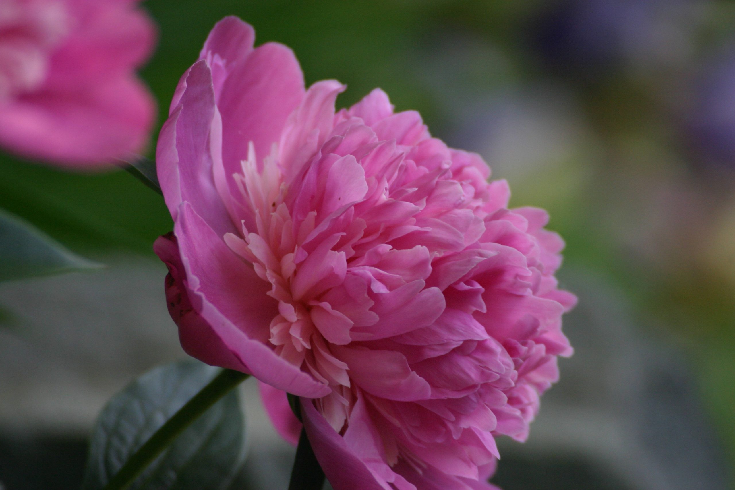 Peony - New England