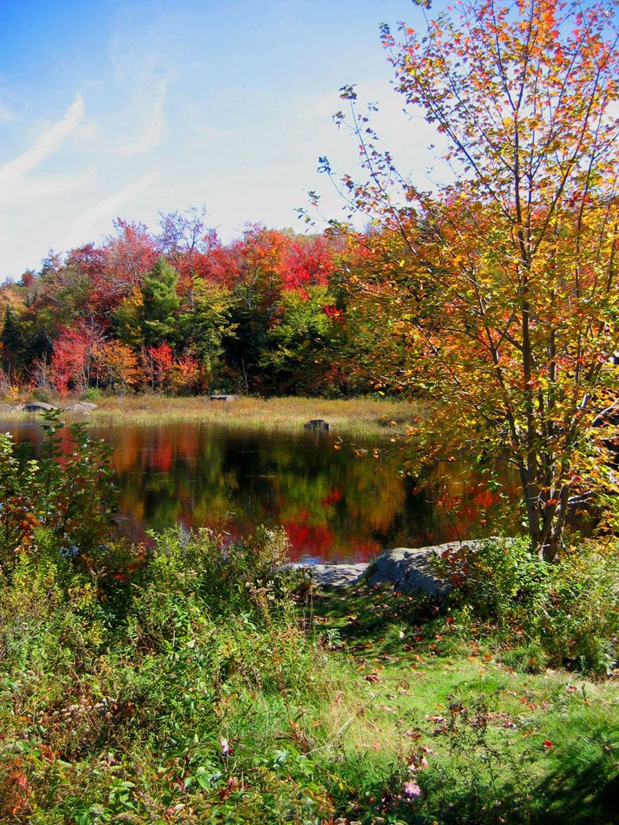 Pond in Pillsbury State Park (user submitted)