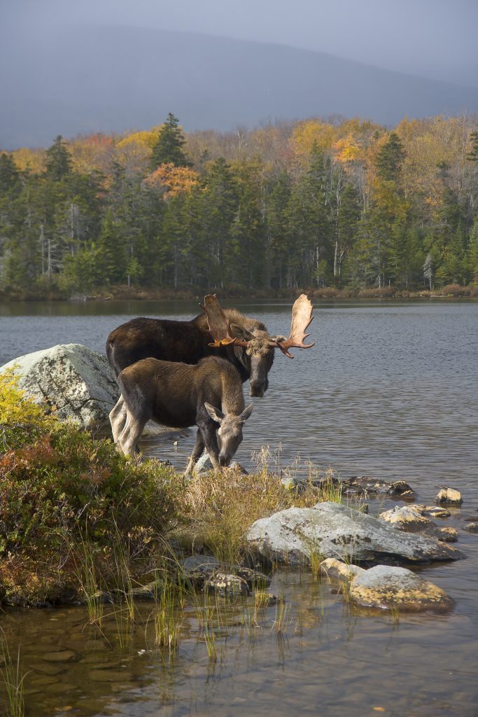 Moose in Maine