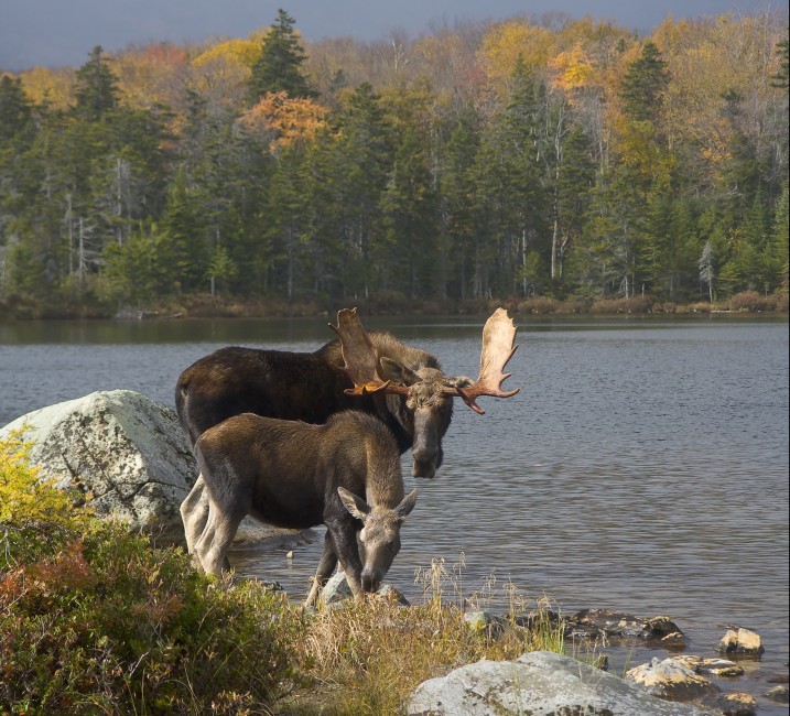 A bull moose and calf at Sandy Stream Pond, Baxter State Park, Maine.