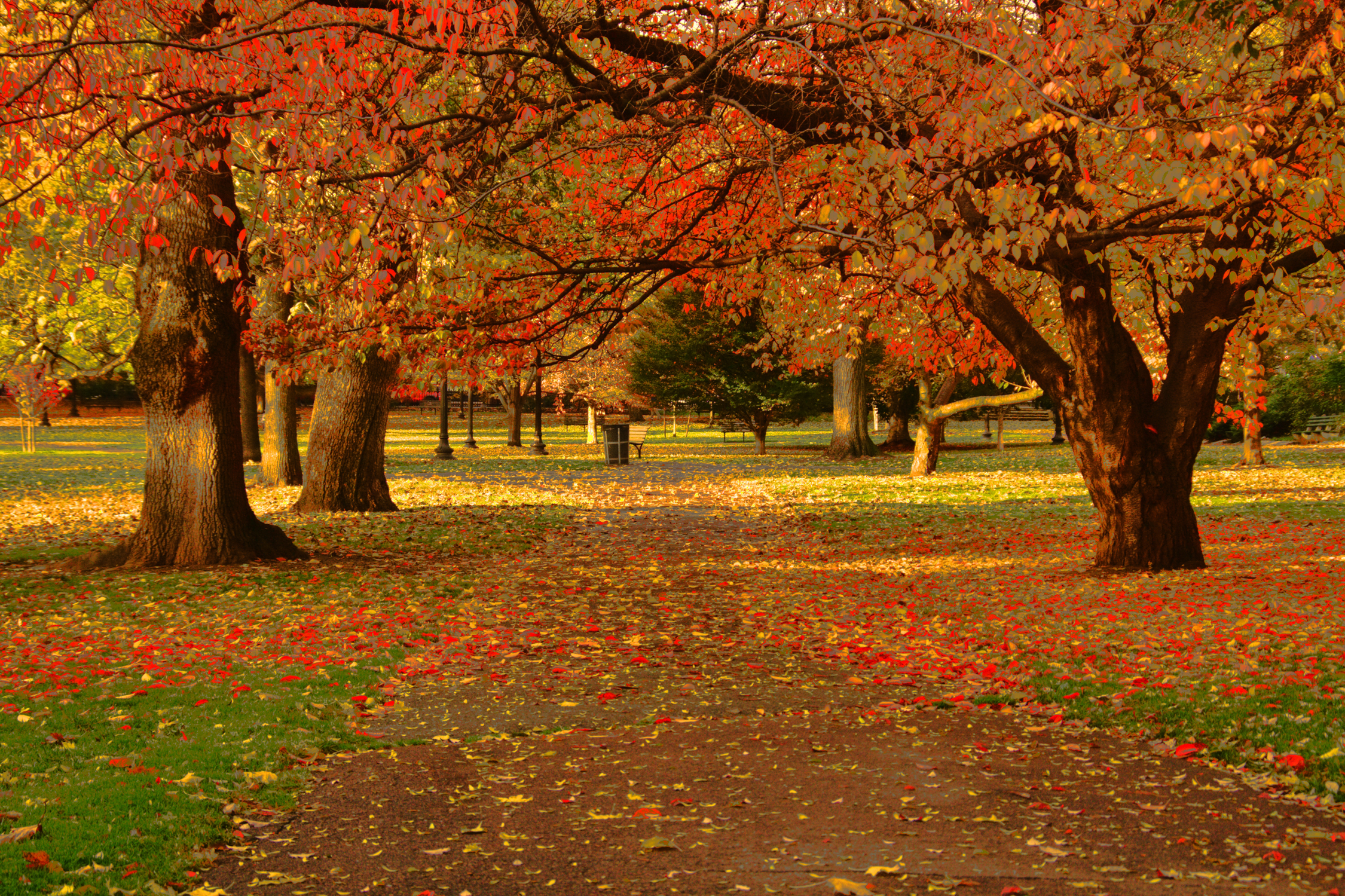 Fall In The Park (user submitted)