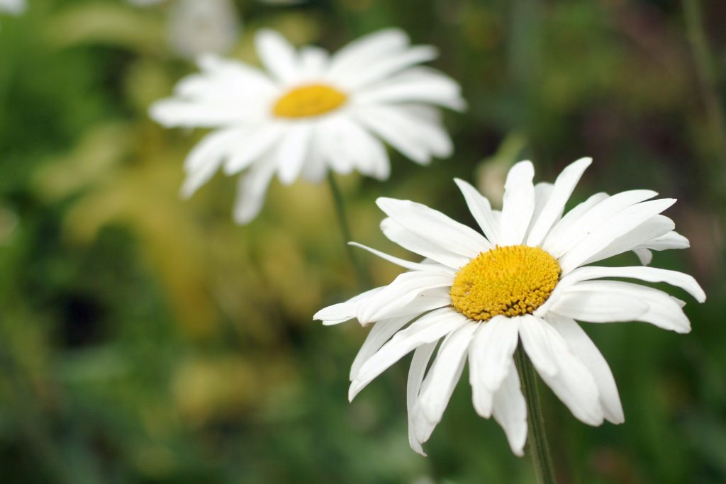 Summer Daisies - New England