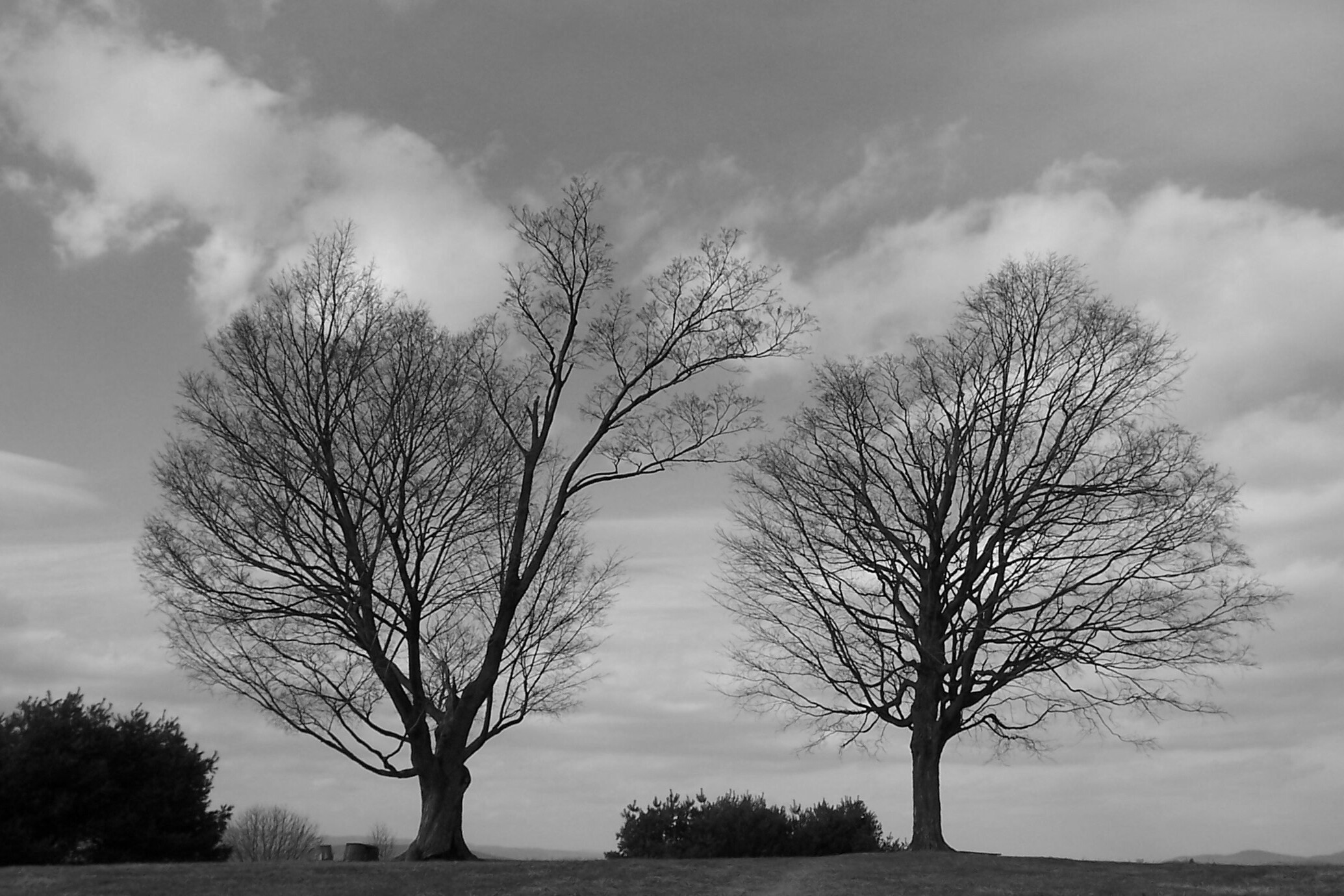 Two Trees (user submitted)