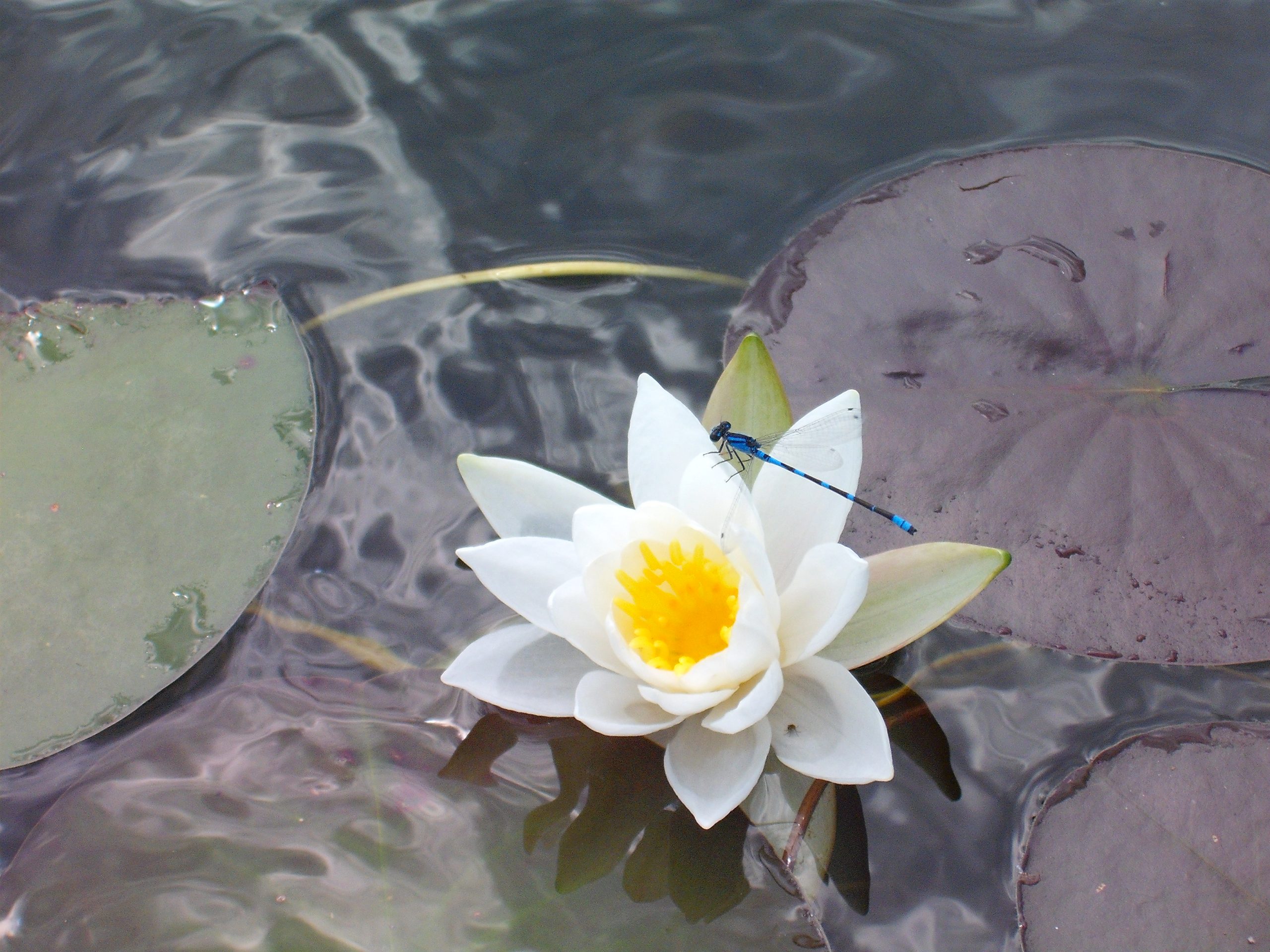 My Water Lily (user submitted)